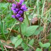 Læbeblomst familien