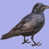 Ravn
