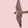 Falke